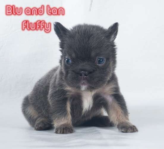 Bulldogs frances exoticos 1892090786