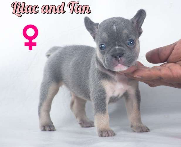 Bulldogs frances exoticos 1892090786