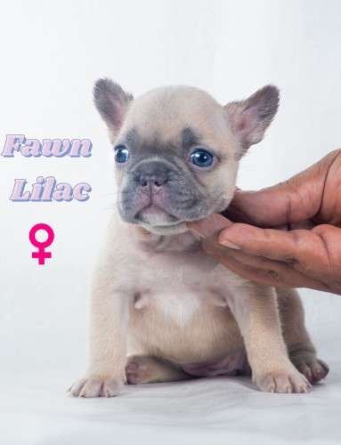 Bulldogs frances exoticos 1892090786