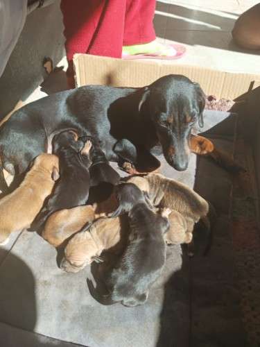 Perritos salchicha daschunt 12906067