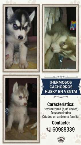 Cachorros husky217449109