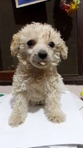 Hermoso caniche toy machito79829828
