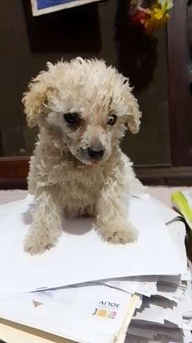Hermoso caniche toy machito79829828