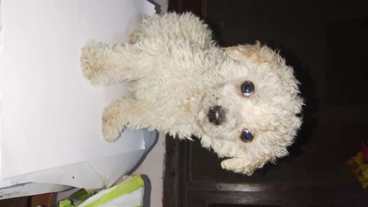 Hermoso caniche toy machito79829828