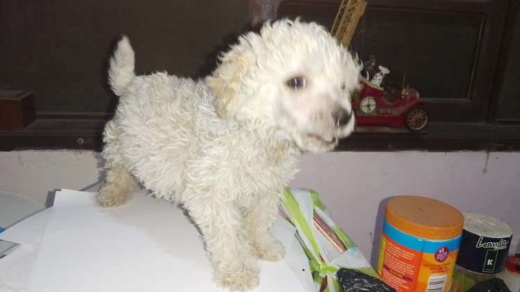 Hermoso caniche toy machito79829828