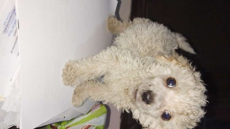 Hermoso caniche toy machito79829828