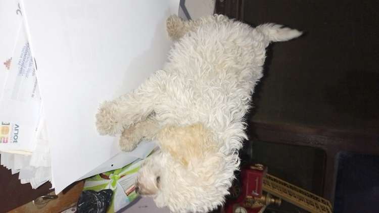 Hermoso caniche toy machito79829828