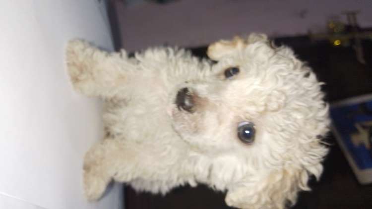 Hermoso caniche toy machito79829828