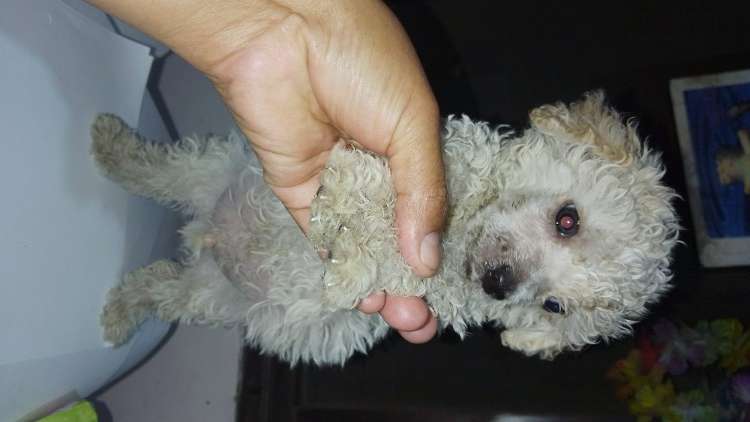 Hermoso caniche toy machito79829828