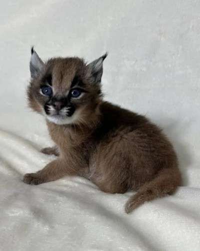 Caracales jóvenes disponibles, nacidos en cautiverio630179185