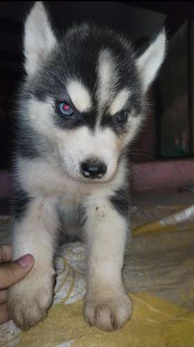 Cachorros husky217449109