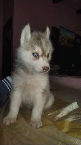 Cachorros husky217449109