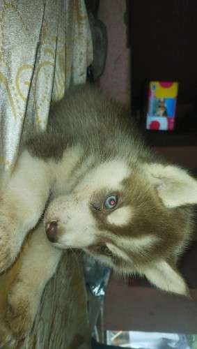 Cachorros husky217449109