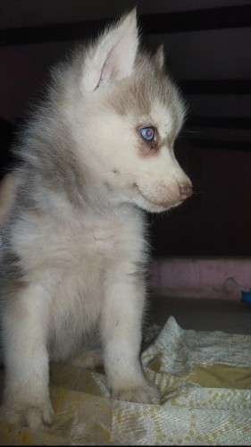 Cachorros husky217449109