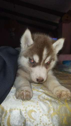 Cachorros husky217449109