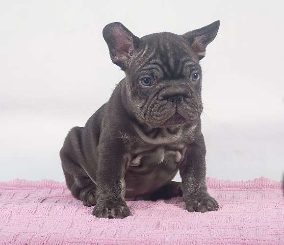 Frances cocoa big rope 2121436234