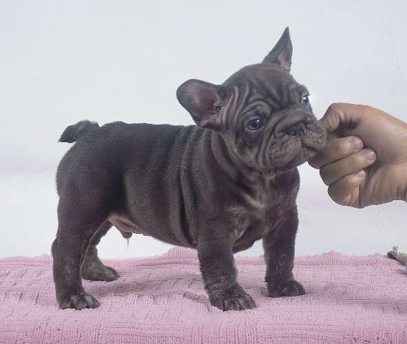 Frances cocoa big rope 2121436234