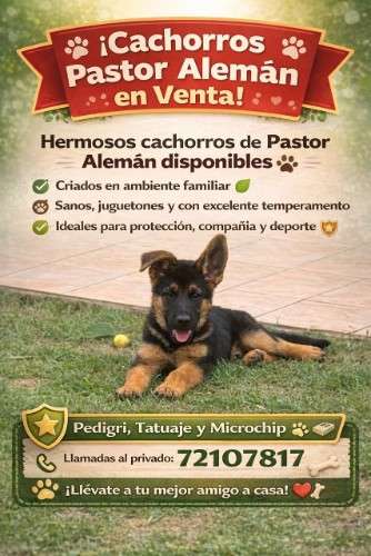 Hermosos pastor aleman con pedigri248195104