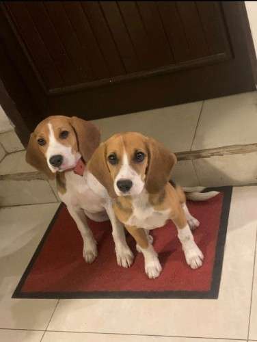 Beagles 224255681