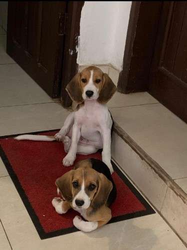 Beagles 224255681