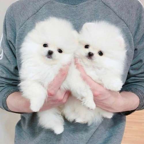 Cachorros de pomerania de pura raza disponibles767271283