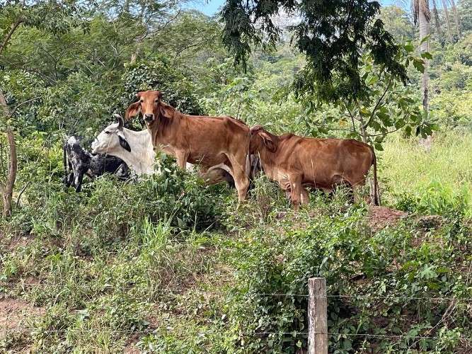 Propiedad ganadera y agrícola en venta425896275