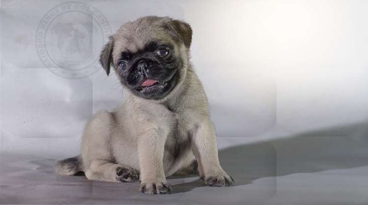 pug con pedigree