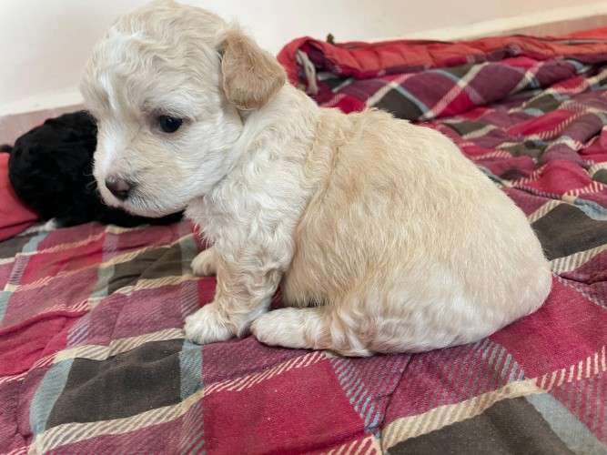 Hermosos cachorros de raza caniche en venta talla 11596336138