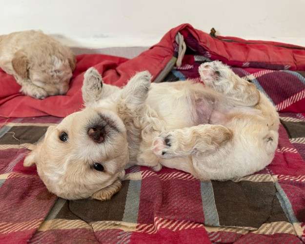Hermosos cachorros de raza caniche en venta talla 11596336138