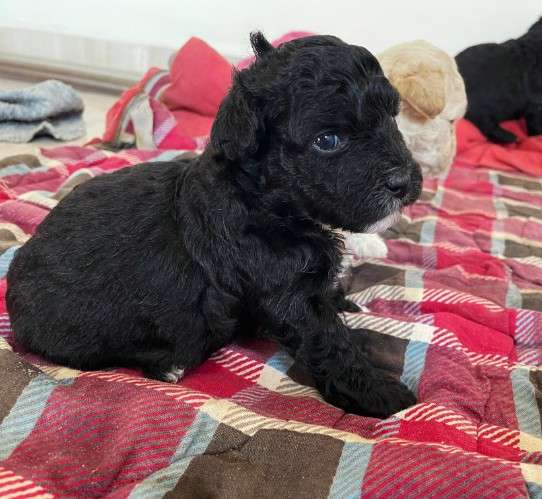 Hermosos cachorros de raza caniche en venta talla 11596336138
