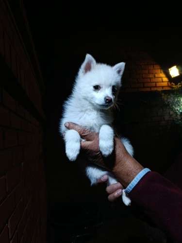 Hermosos husky miniatura1040669129