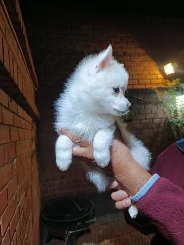 Hermosos husky miniatura1040669129