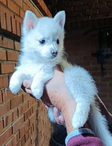 Hermosos husky miniatura1040669129