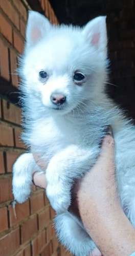 Hermosos husky miniatura1040669129