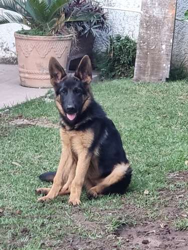 Hermosa cachorra pastor aleman con pedigri930067191