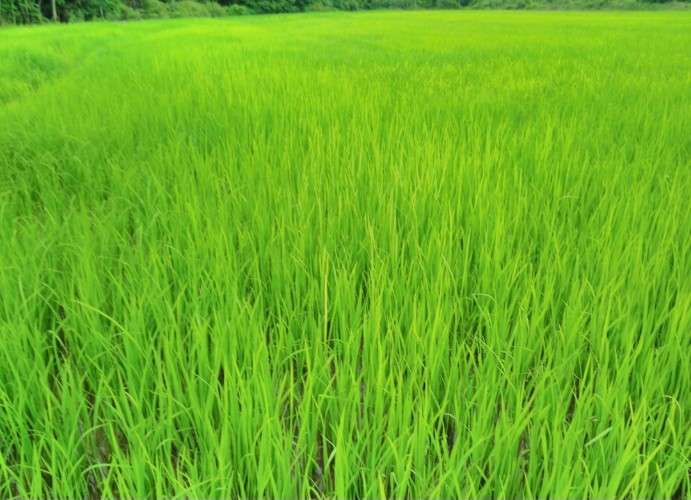 En venta propiedad para agricultura y ganaderia 1436560664