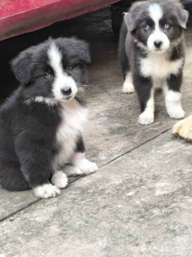Cachorros golden 674037027