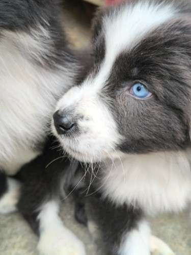 Cachorros golden 1865281795