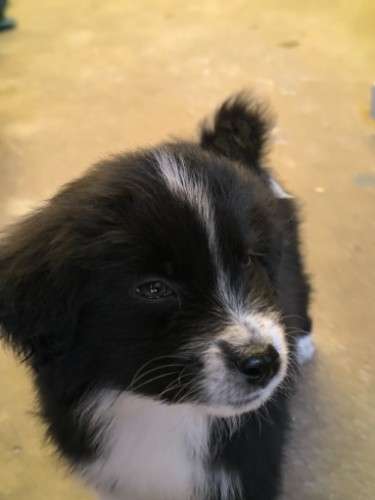 Cachorros golden 1865281795