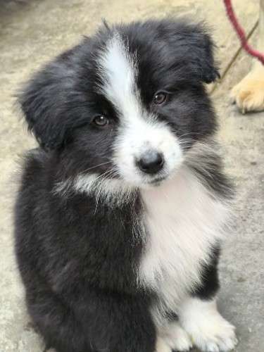 Cachorros golden 1865281795