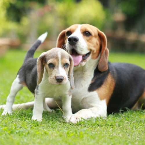 Beagle cachorros disponibles para la venta249536555