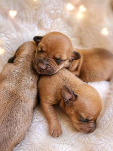 Perritos salchicha daschunt 12906067