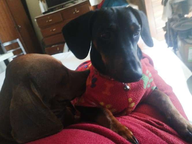 Perritos salchicha daschunt 12906067