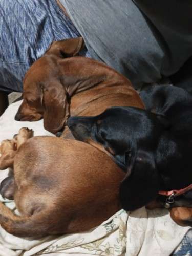 Perritos salchicha daschunt 12906067