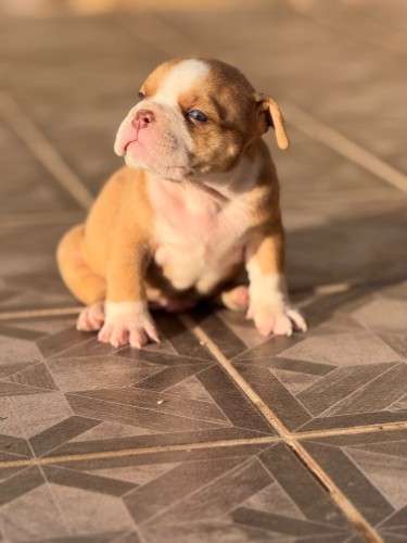 American bully2027415013