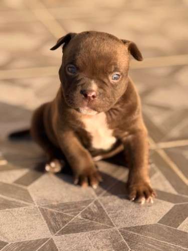 American bully2027415013