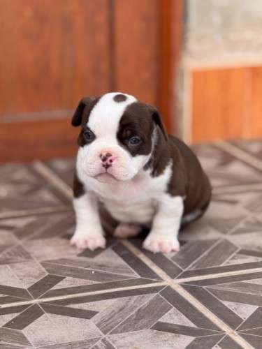 American bully2027415013