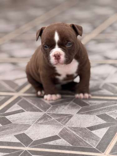 American bully2027415013