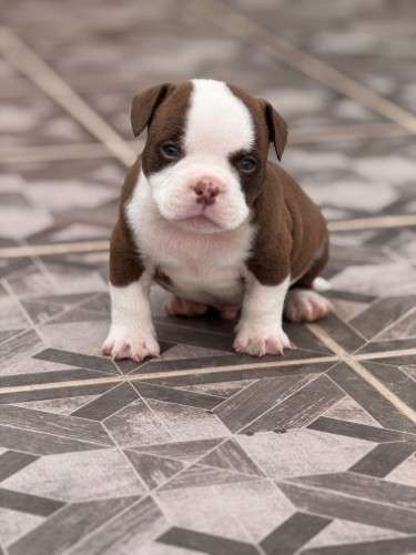 American bully2027415013