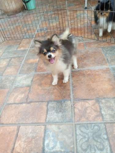 Cachorro pomerania1502542152